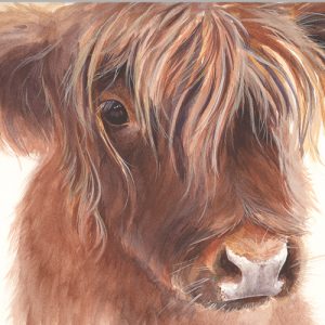 Highland Cow - FP5057