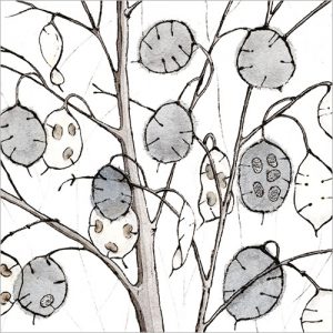 Lunaria (Honesty) - FP5128