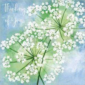 Wild Chervil (Thinking of You) - FP5150