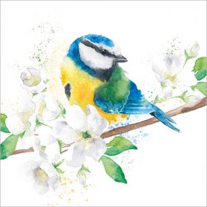 Blue Tit and Blossom - FP5158