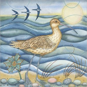 Curlew - FP5164
