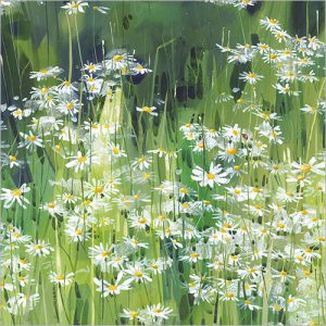Daisies - FP5176