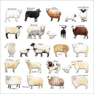 Sheep - FP6095