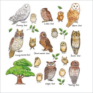Owls - FP6100