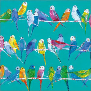 Budgies - FP6293