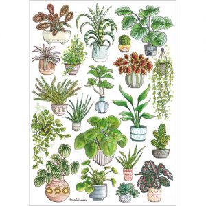 House Plants - FP7051