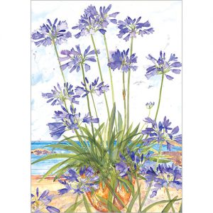 Agapanthus - FP7055