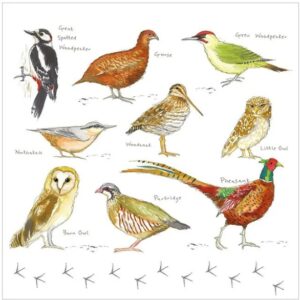 Woodland Birds
